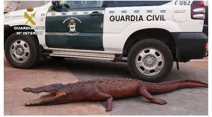 Combo de fotografías facilitadas por la Guardia Civil que investiga a tres personas en la Región de Murcia a las que se les atribuye la presunta autoría de delitos relativos a la protección de la fauna por la posesión y tráfico de especies de fauna silvestre protegida y de falsedad documental, en el marco de la operación Raitán. EFE
