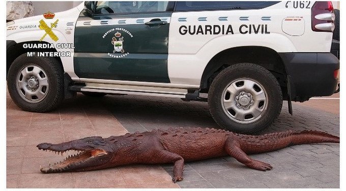 Combo de fotografías facilitadas por la Guardia Civil que investiga a tres personas en la Región de Murcia a las que se les atribuye la presunta autoría de delitos relativos a la protección de la fauna por la posesión y tráfico de especies de fauna silvestre protegida y de falsedad documental, en el marco de la operación Raitán. EFE