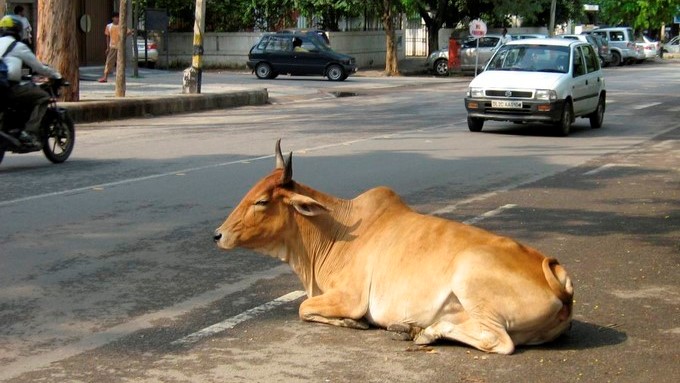 En un país donde se cree en múltiples deidades, los animales, que en muchos casos simbolizan a los propios dioses, son elevados a una categoría sagrada y por esta razón es frecuente encontrar perros, cabras, burros, cerdos, pero sobre todo vacas y búfalos, en las calles. EFE/Archivo