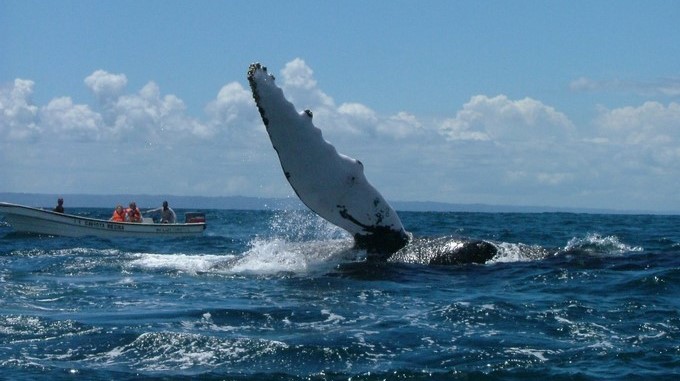 Tras lo ocurrido la indignación se propagó entre los ciudadanos de la isla y tuvo eco internacional a través de las redes sociales en las que los usuarios instaron a boicotear el turismo a San Vicente y las Granadinas. EFE/Archivo