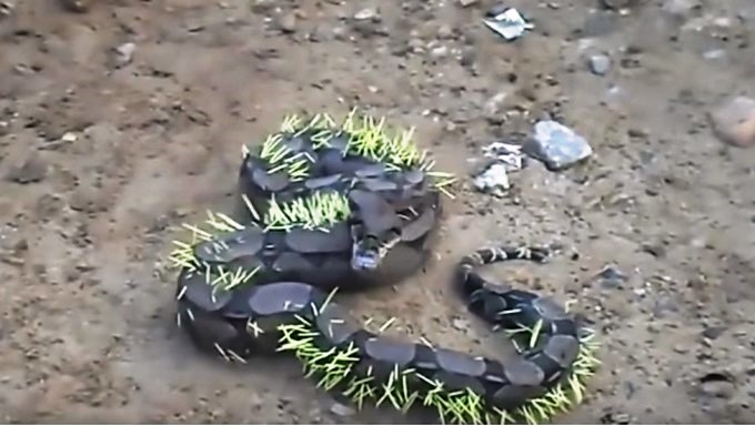 Boa tras comerse un puercoespín/ Captura tomada de Youtube