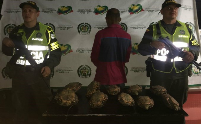 Capturado con tortugas en Chigorodó.