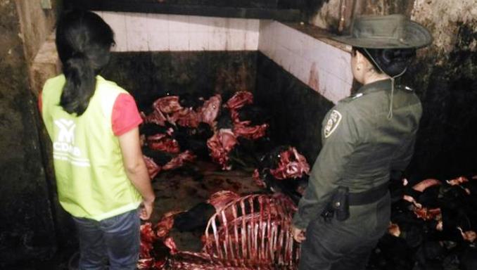 Autoridades hallaron más de una tonelada de carne de caballo en matadero clandestino de Santander