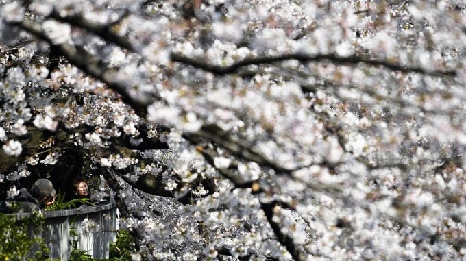Cerezos en flor en Tokio (Japón) hoy, 4 de abril de 2017. La floración de los cerezos es un importante acontecimiento anual en todo Japón, donde la gente abarrota parques y templos cada primavera para el llamado "hanami", la tradicional observación de las flores rosadas. EFE