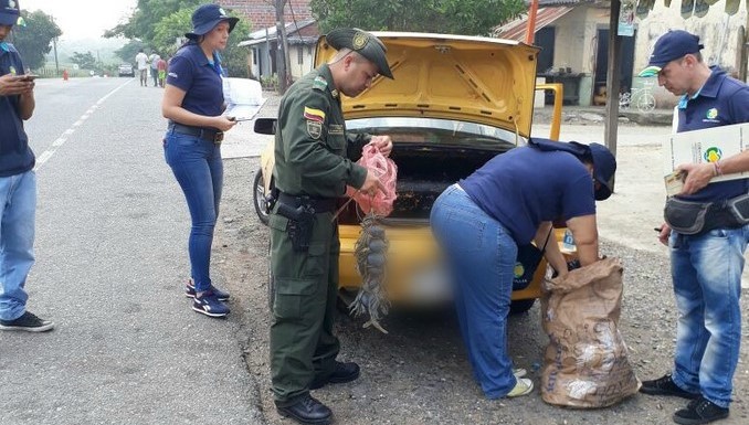 Incautan 12 cangrejos azules en zona rural de Caucasia