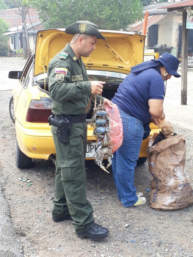 Incautan 12 cangrejos azules en zona rural de Caucasia