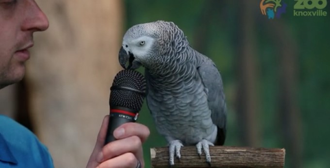 Loro Einstein/ Captura tomada de Facebook: El Calce