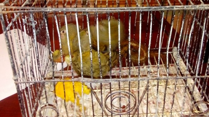 Monos Tití Pigmeo recuperados.