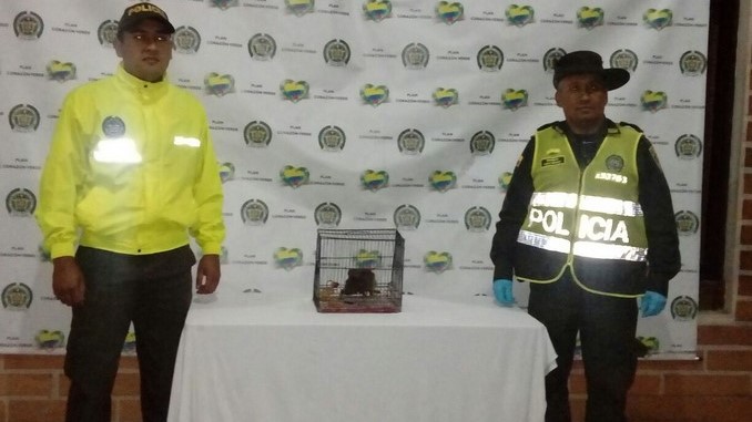 Monos Tití Pigmeo recuperados.