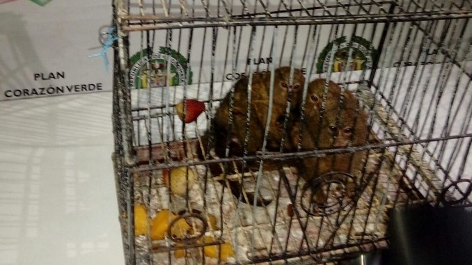 Monos Tití Pigmeo recuperados.