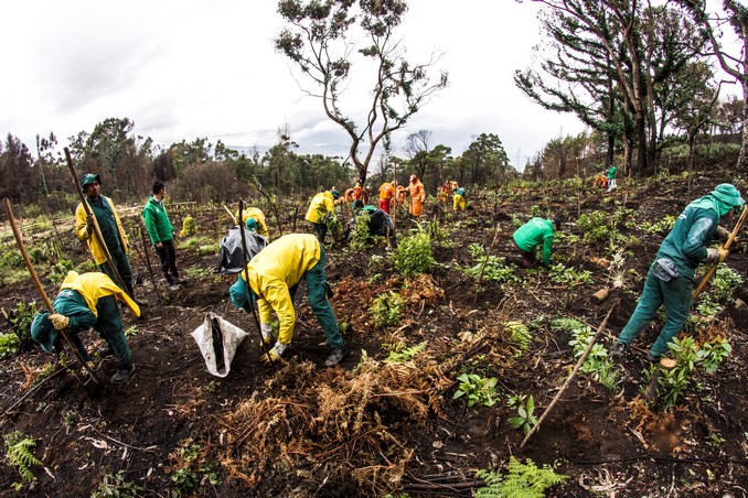 Jardín Botánico de Bogotá realizará la plantación más grande del año para recuperar los Cerros Orientales
