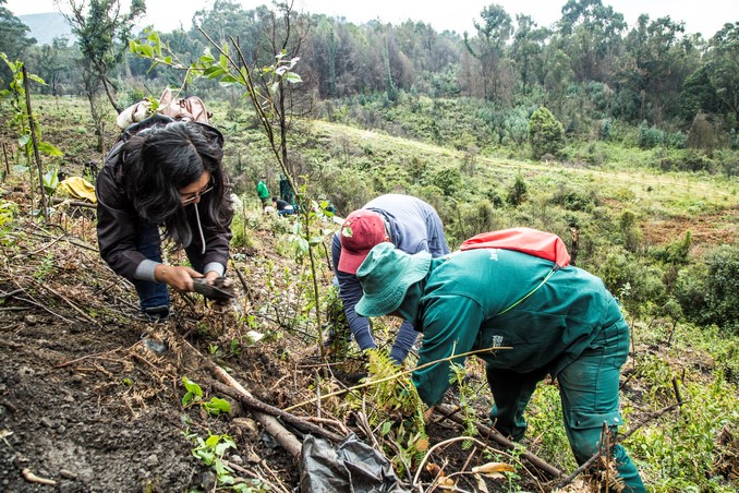 Avistan pavas andinas en los Cerros Orientales de Bogotá