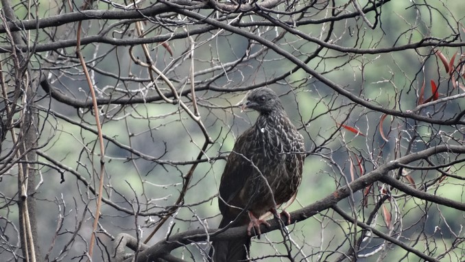 Avistan pavas andinas en los Cerros Orientales de Bogotá