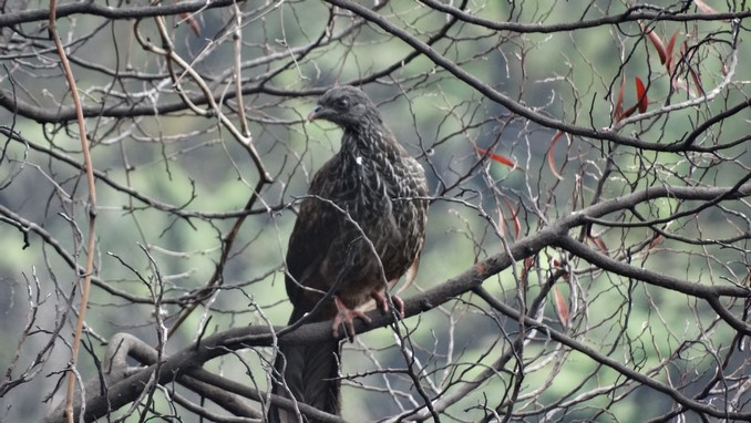 Avistan pavas andinas en los Cerros Orientales de Bogotá