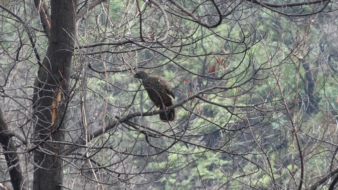 Avistan pavas andinas en los Cerros Orientales de Bogotá