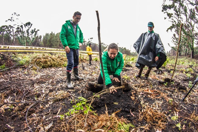Avistan pavas andinas en los Cerros Orientales de Bogotá