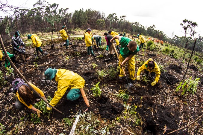 Avistan pavas andinas en los Cerros Orientales de Bogotá