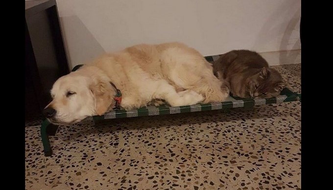 Perro Golden, Óscar/ Tomada de Twitter: @smack__that