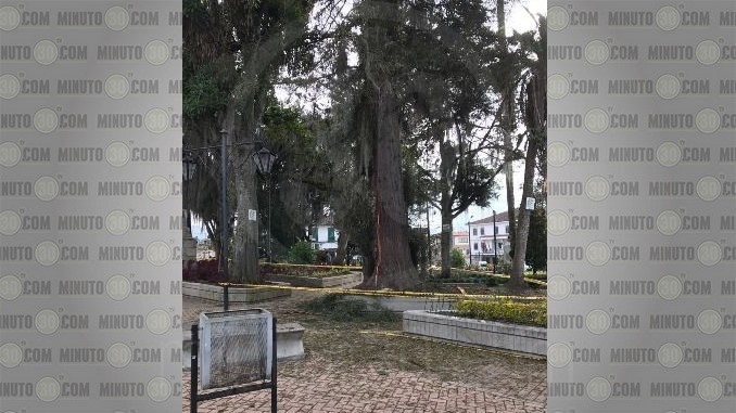 Le cayó un rayo a la Secuoya de Sonsón.