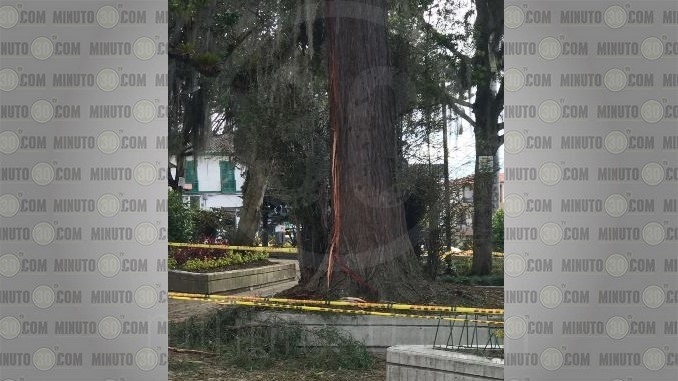 Le cayó un rayo a la Secuoya de Sonsón.