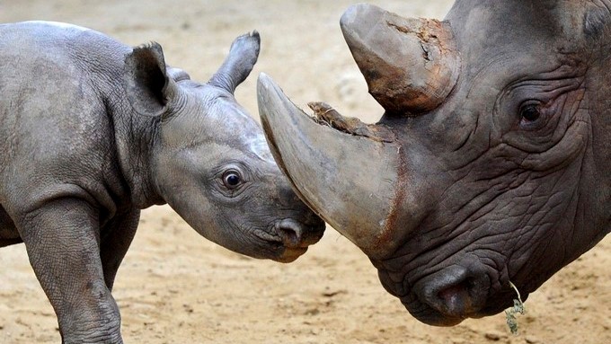 Una cría de rinoceronte nacida en Nochebuena permanece junto a su madre Mana en sus instalaciones del zoo de Magdeburgo (Alemania) durante su presentación pública. EFE/Archivo