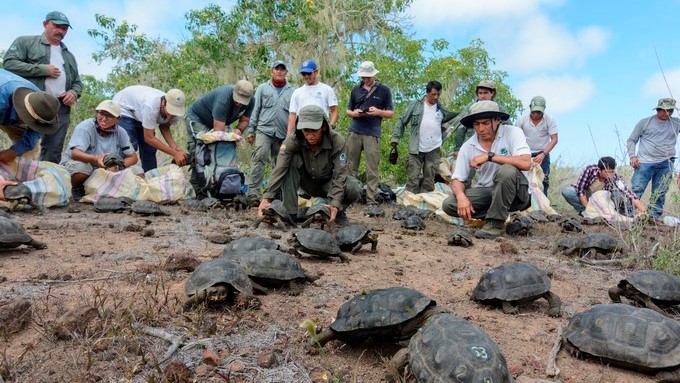 Fotografía sin fechar cedida por la Dirección del Parque Nacional Galápagos que muestra la liberación de un grupo de tortugas en el archipiélago de Galápagos. EFE/Cortesía Dirección del Parque Nacional Galápagos