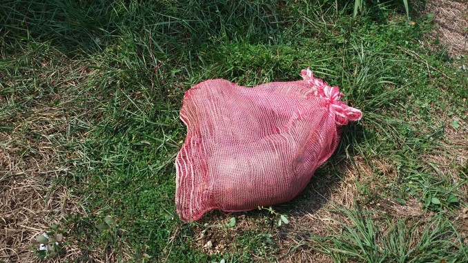 Tortugas rescatadas en Caucasia.