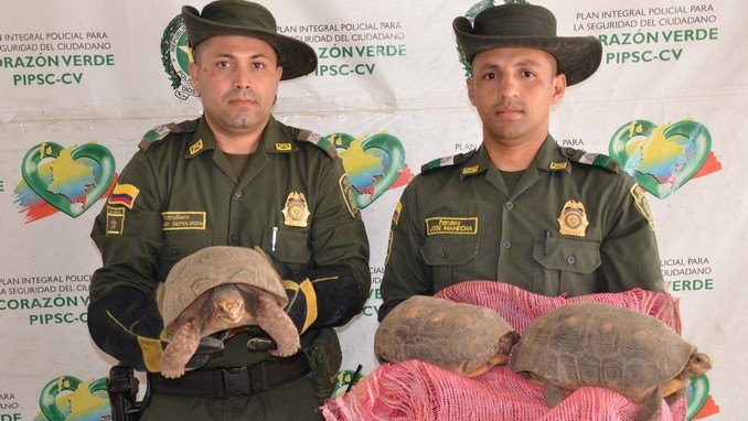 Tortugas rescatadas en Caucasia.