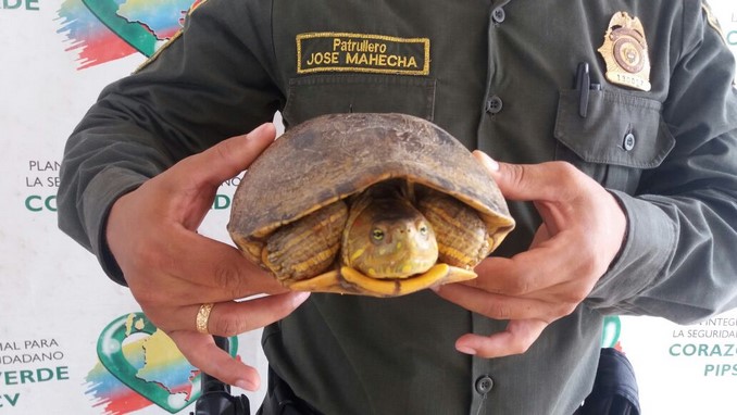 rescate de tortuga en Caucasia