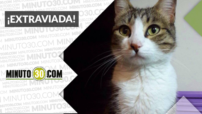 “Yina” se perdió en el barrio Villa Hermosa, Los Ángeles