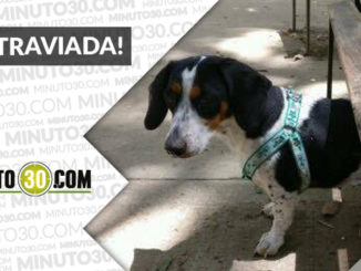 Esta perrita busca a sus dueños en Suramericana 1 616