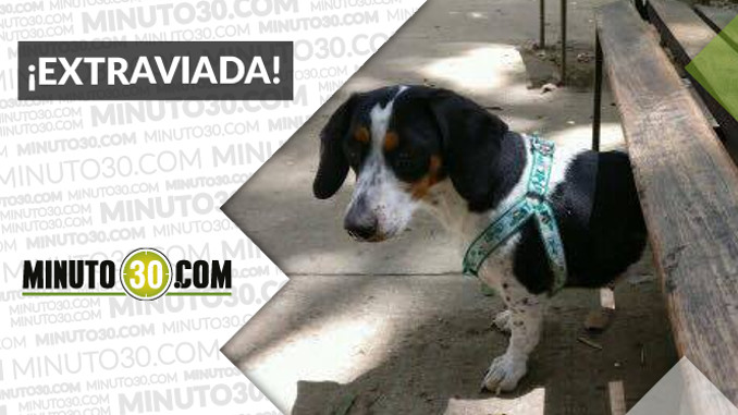 Esta perrita busca a sus dueños en Suramericana