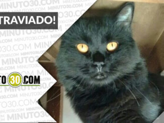 "Gandalf" está perdido en Robledo 1 Gandalf