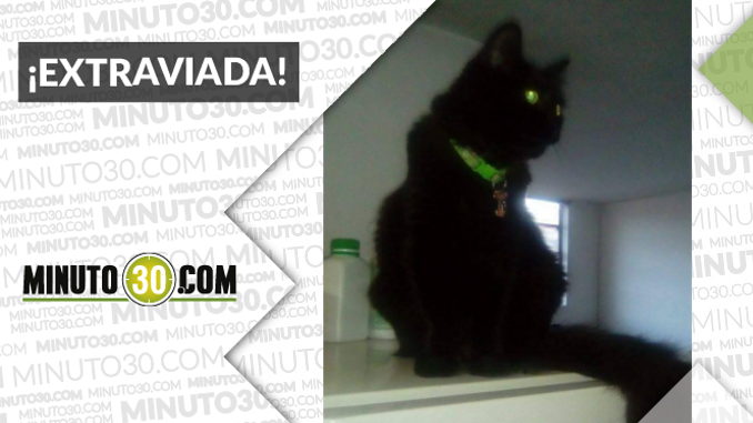 ‘Lupe’ se perdió en La Gloria, Itagüi ¡Ayudemos a encontrarla!