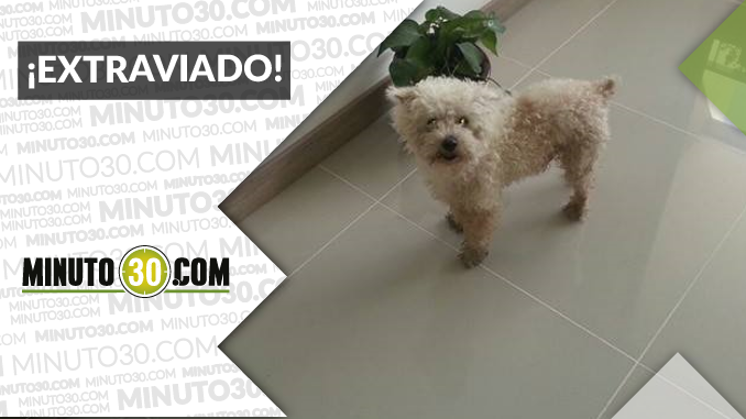 Este perrito espera a sus dueños en la Loma Del Chingui, Envigado ¡Comparte!