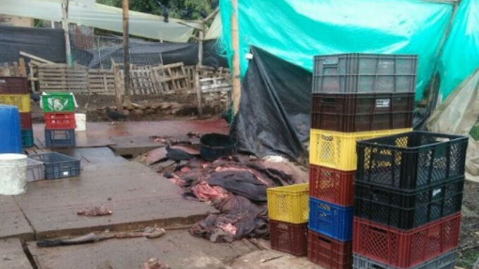 Matadero_equino_Rionegro_Cornare