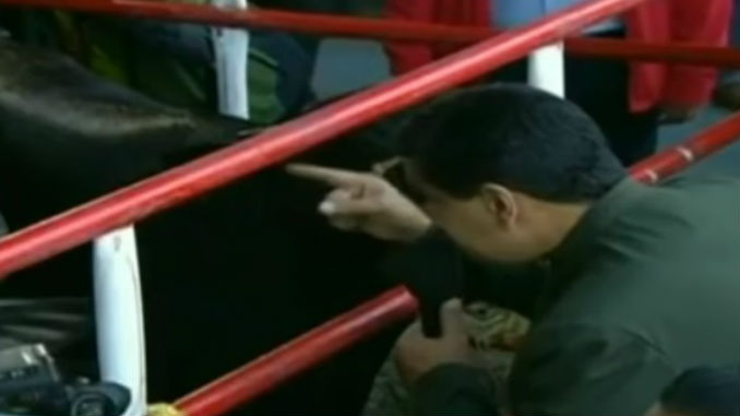 Nicolas_Maduro_Vacas