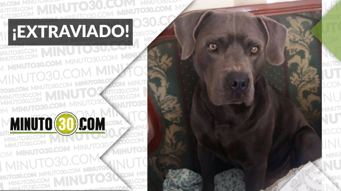 “Rocco” se perdió en el barrio Florencia ¡Ayudemos a encontrarlo!