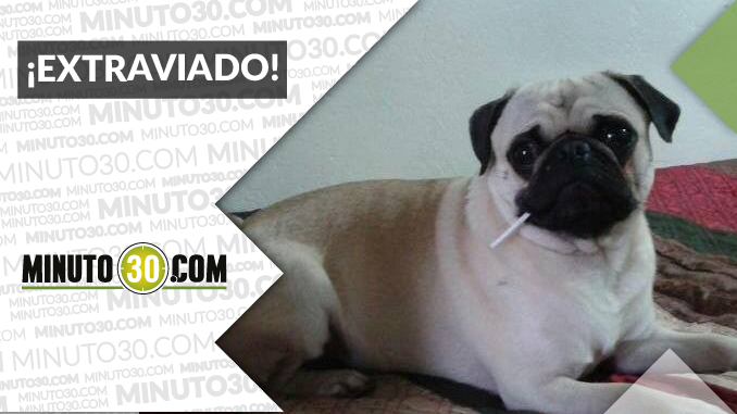 ‘Rocky’ se perdió en San Pedro de los Milagros ¡Difunde!