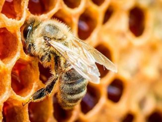 AUDIOS: Antioquia busca defender a las abejas y a los apicultores 1 Abejas