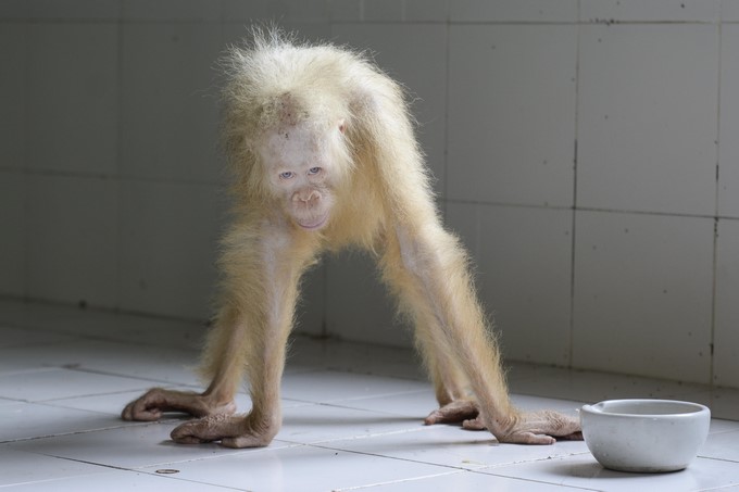 n ejemplar de orangután albino en un centro de rehabilitación en Nyaru Menteng (Indonesia). EFE