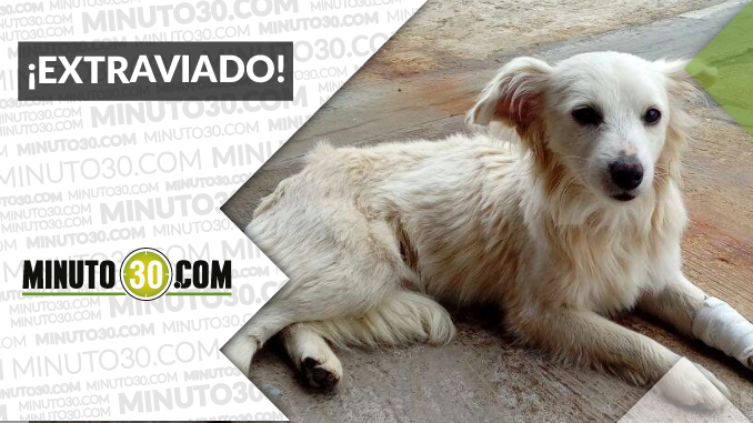 Este perrito busca sus dueños o un hogar de paso ¡Comparte!