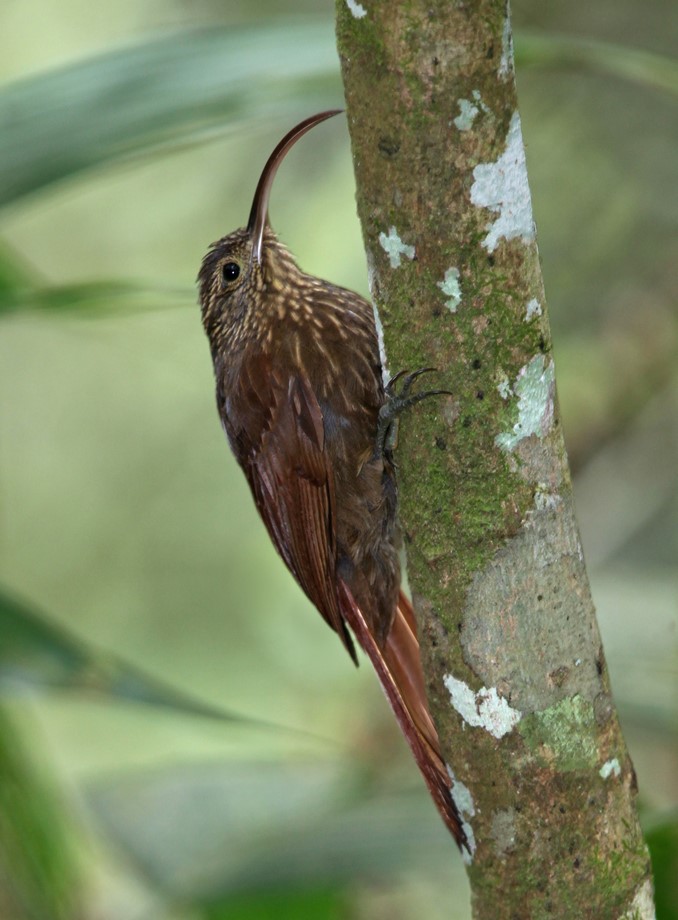 Hallan aves en peligro de extinción en zona protegida del corregimiento San Cristóbal