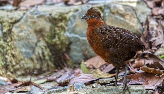 Hallan aves en peligro de extinción en zona protegida del corregimiento San Cristóbal