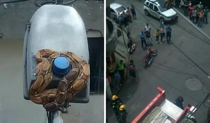 Susto en Bello por una boa constrictor que apareció en un poste de energía