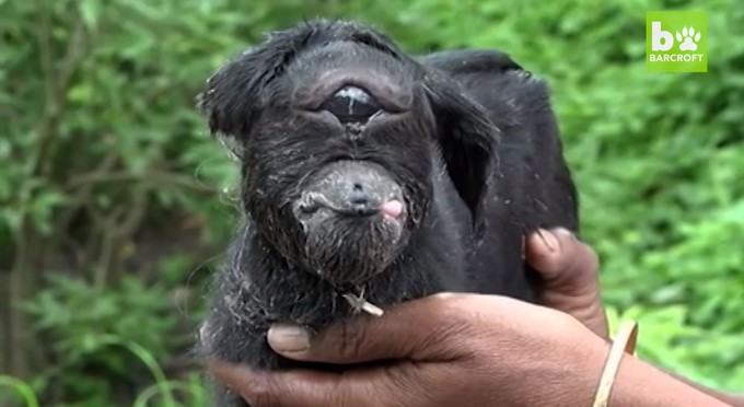 Chivo con un solo ojo/ Tomada de Youtube: Barcroft Animals