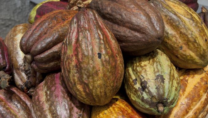 Colombia logró un récord de 14.600 toneladas de cacao en el primer trimestre de 2017