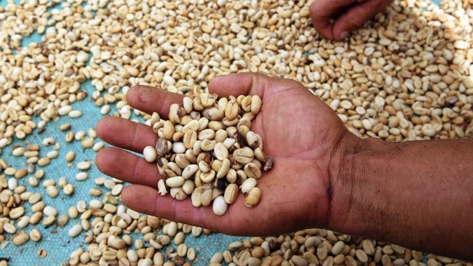 cafe Un campesino con granos de café en Briceño