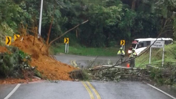 Caída de árbol en la vía.