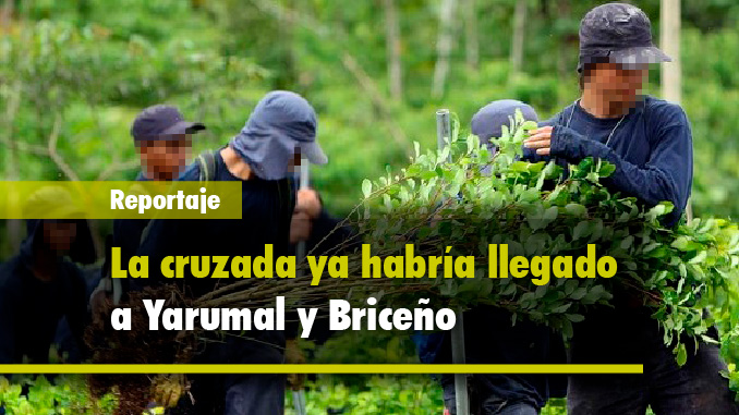 Cultivos coca. Foto/Archivo